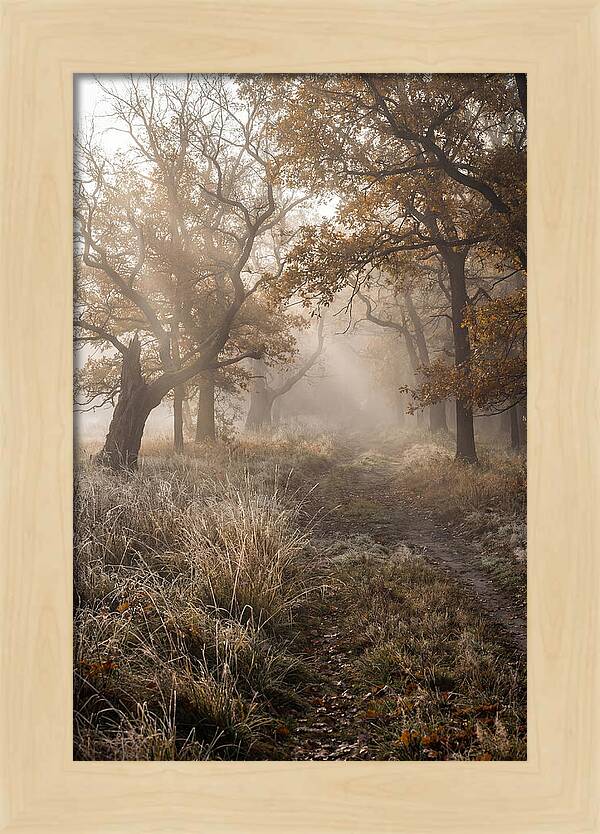 Misty Autumn Serenity