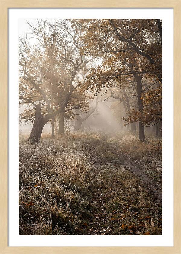 Misty Autumn Serenity