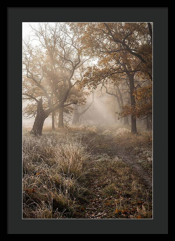 Misty Autumn Serenity