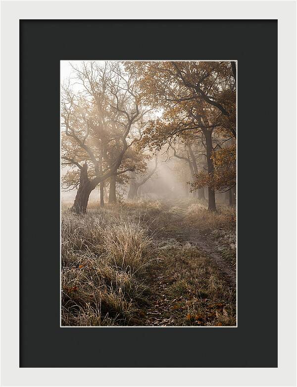 Misty Autumn Serenity