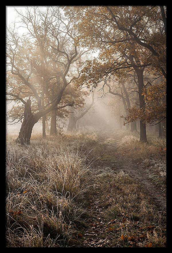 Misty Autumn Serenity
