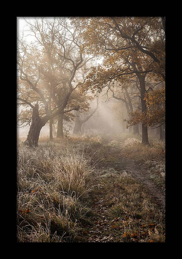 Misty Autumn Serenity