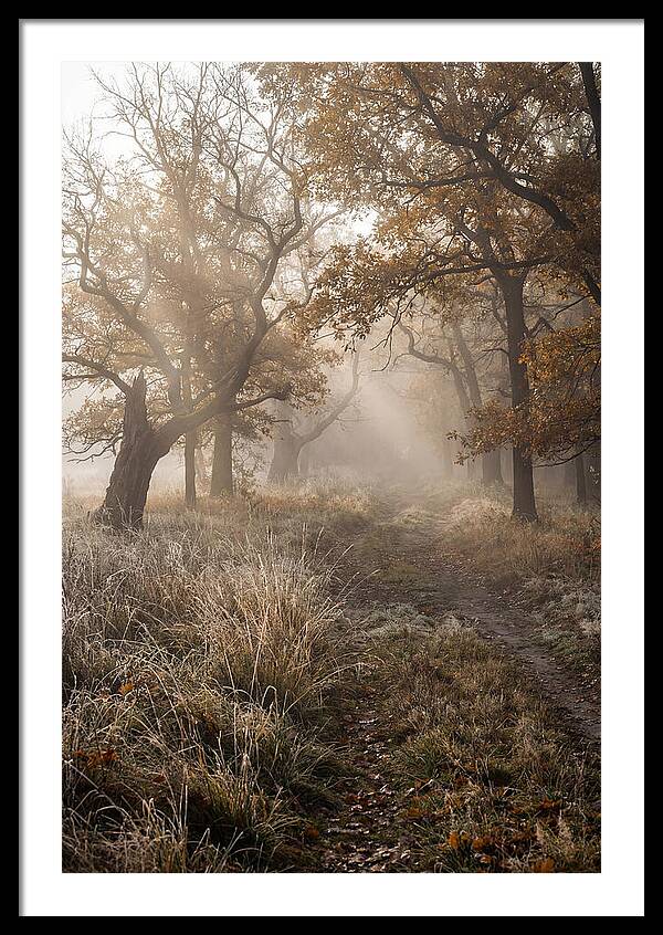 Misty Autumn Serenity