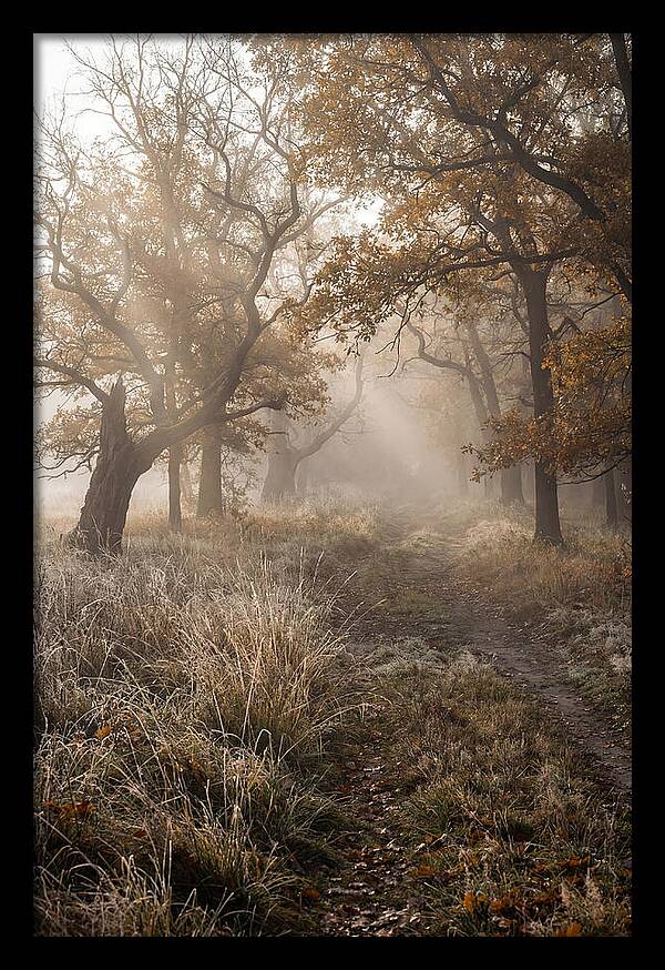 Misty Autumn Serenity