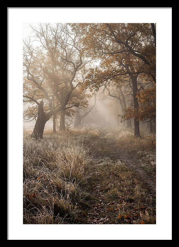 Misty Autumn Serenity