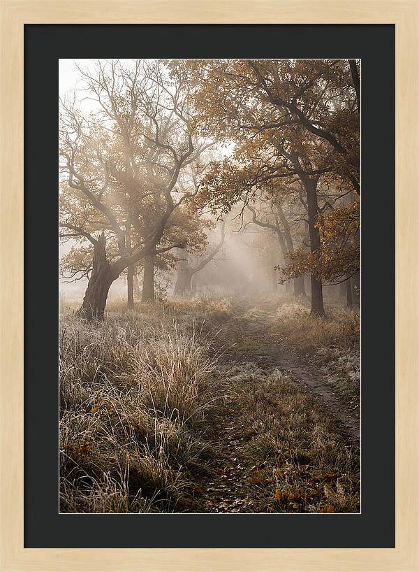 Misty Autumn Serenity