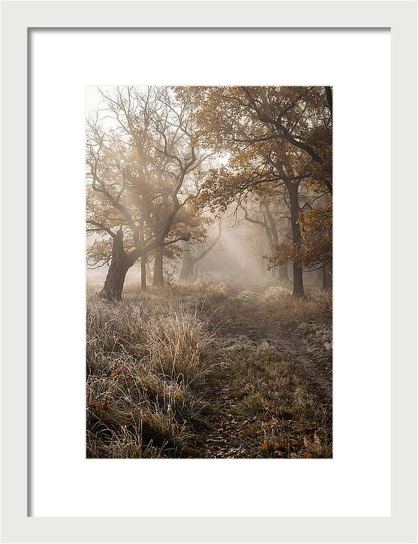 Misty Autumn Serenity
