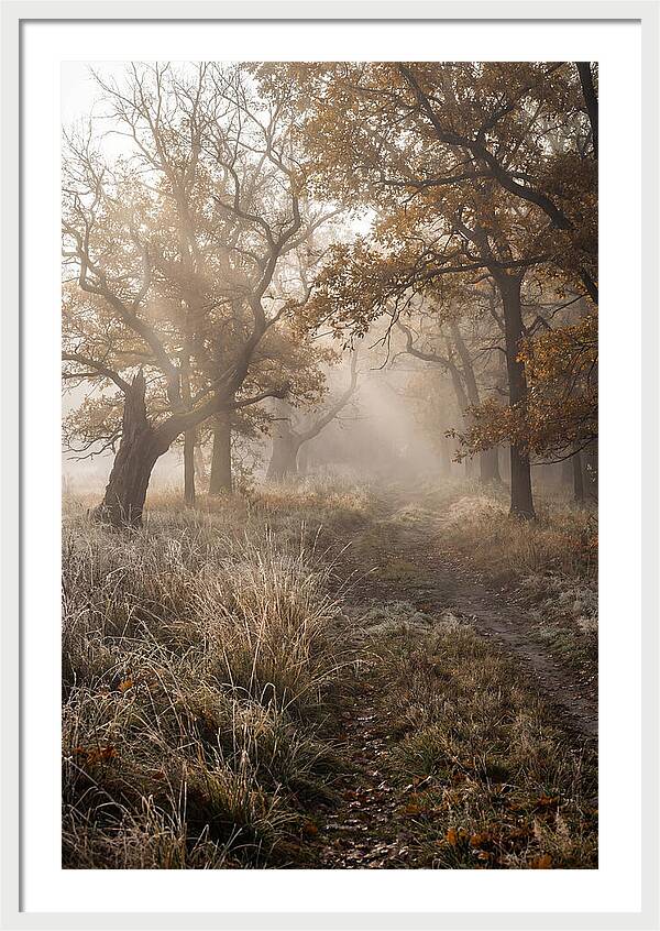Misty Autumn Serenity