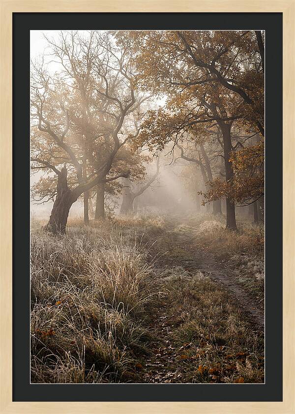Misty Autumn Serenity