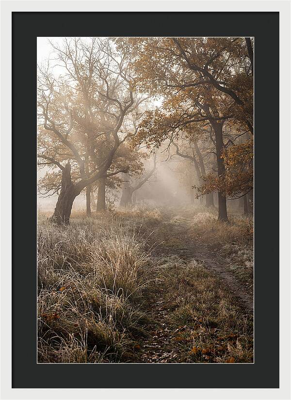 Misty Autumn Serenity