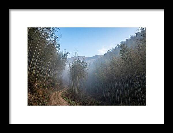 Misty Bamboo Valley Trail