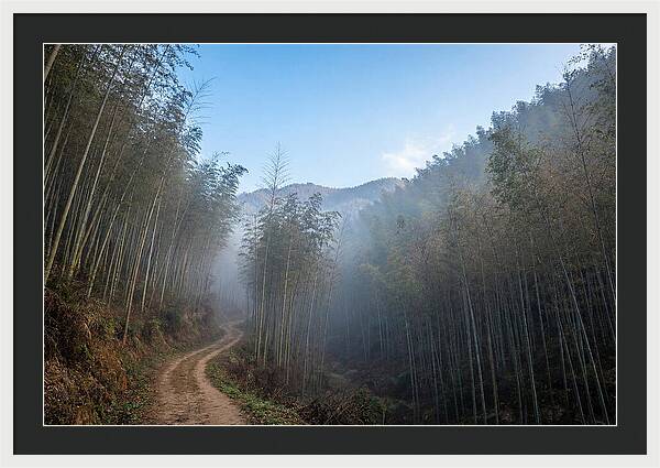 Misty Bamboo Valley Trail