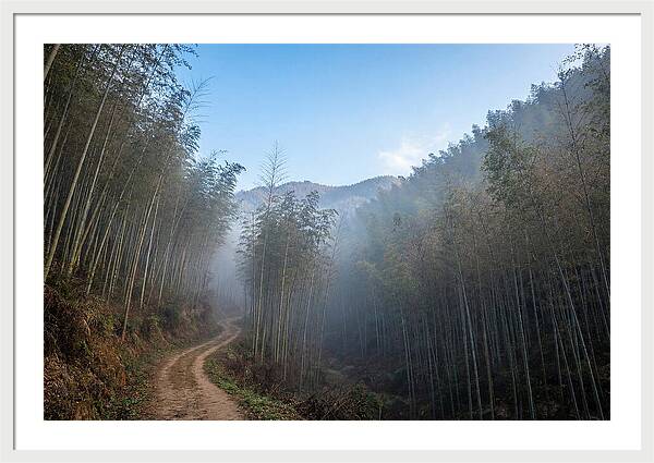 Misty Bamboo Valley Trail
