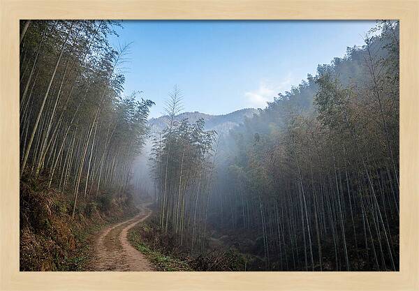 Misty Bamboo Valley Trail