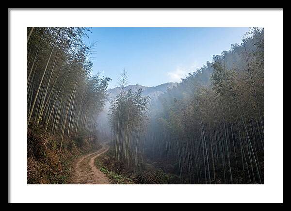 Misty Bamboo Valley Trail