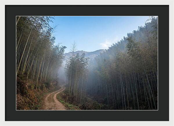 Misty Bamboo Valley Trail