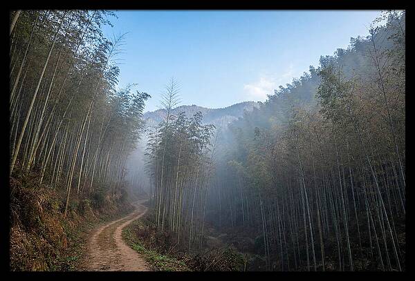 Misty Bamboo Valley Trail