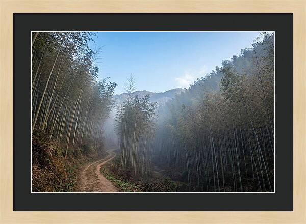 Misty Bamboo Valley Trail