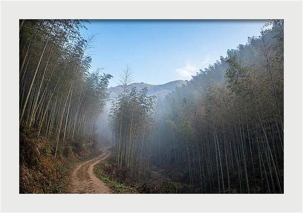 Misty Bamboo Valley Trail