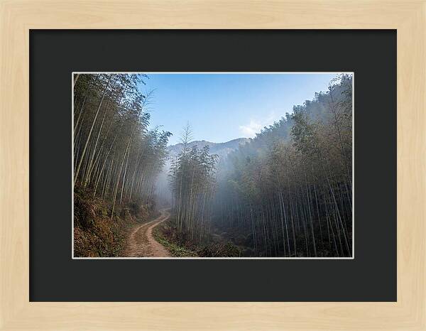 Misty Bamboo Valley Trail