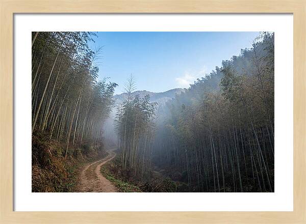 Misty Bamboo Valley Trail
