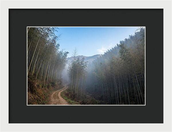 Misty Bamboo Valley Trail
