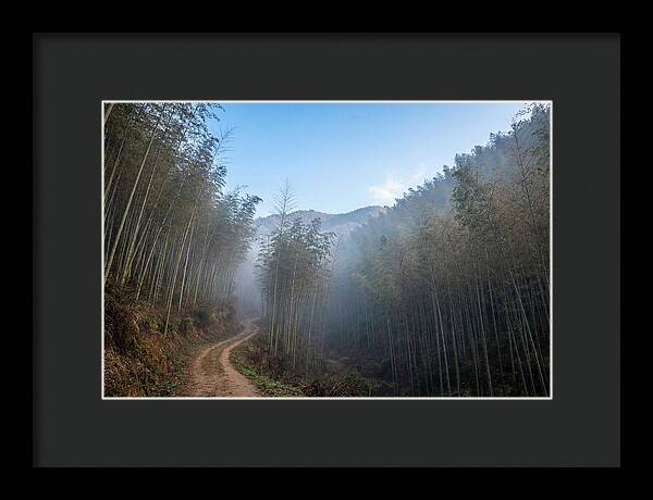 Misty Bamboo Valley Trail