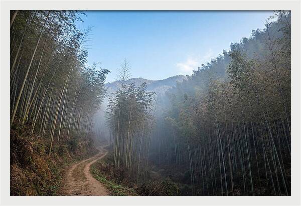Misty Bamboo Valley Trail