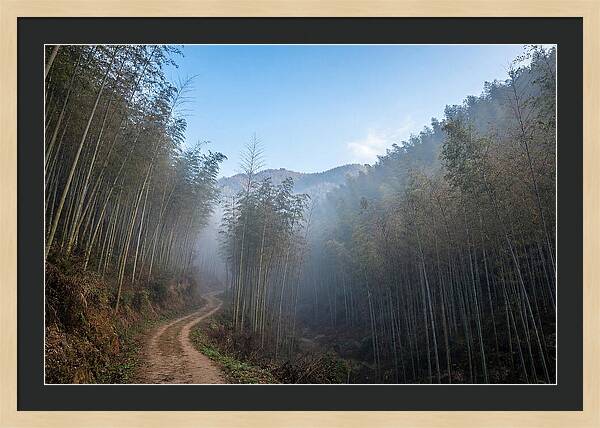Misty Bamboo Valley Trail