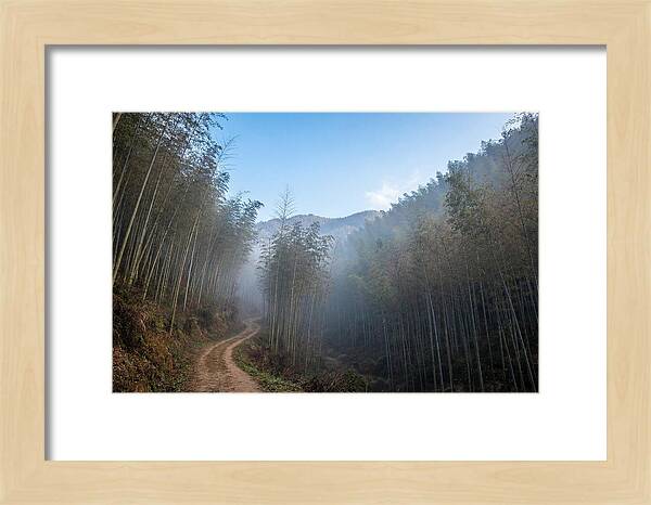 Misty Bamboo Valley Trail