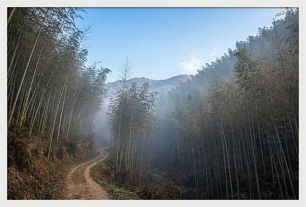 Misty Bamboo Valley Trail