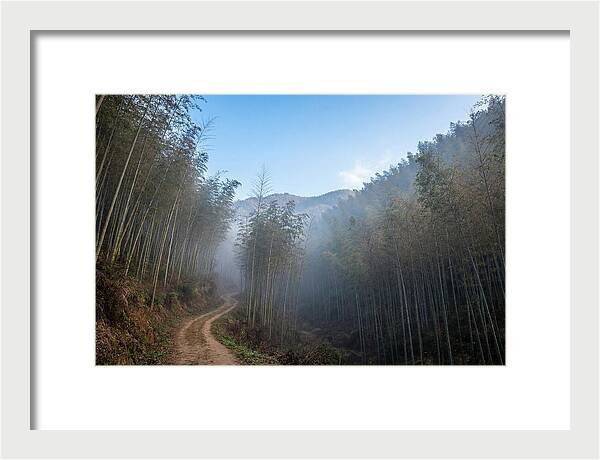 Misty Bamboo Valley Trail