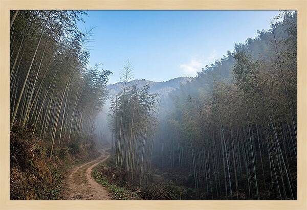Misty Bamboo Valley Trail