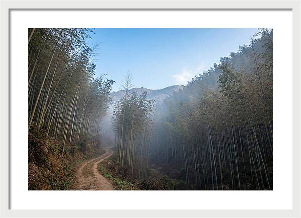 Misty Bamboo Valley Trail
