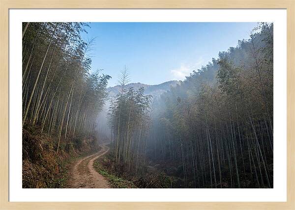 Misty Bamboo Valley Trail