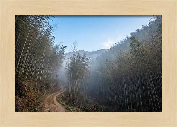 Misty Bamboo Valley Trail