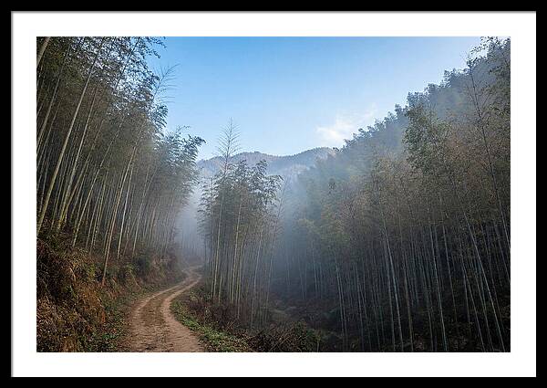 Misty Bamboo Valley Trail
