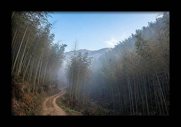 Misty Bamboo Valley Trail