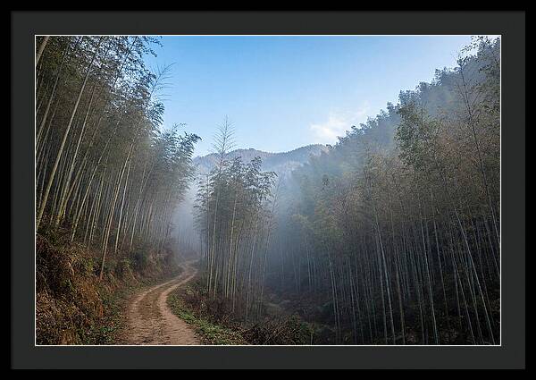 Misty Bamboo Valley Trail