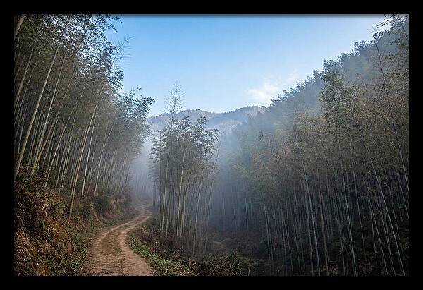 Misty Bamboo Valley Trail