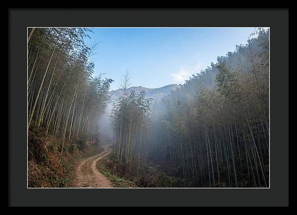 Misty Bamboo Valley Trail
