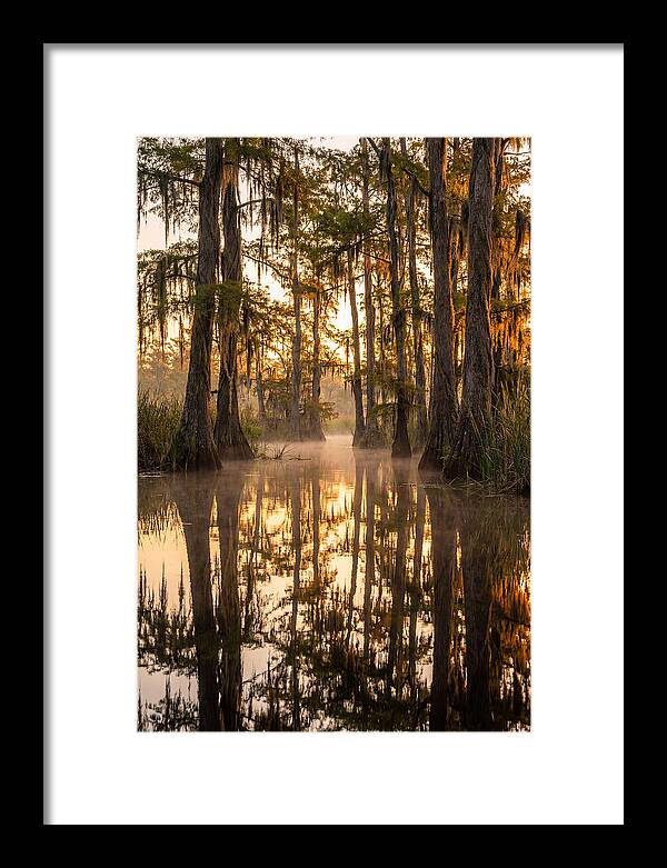 Misty Cypress Reflections