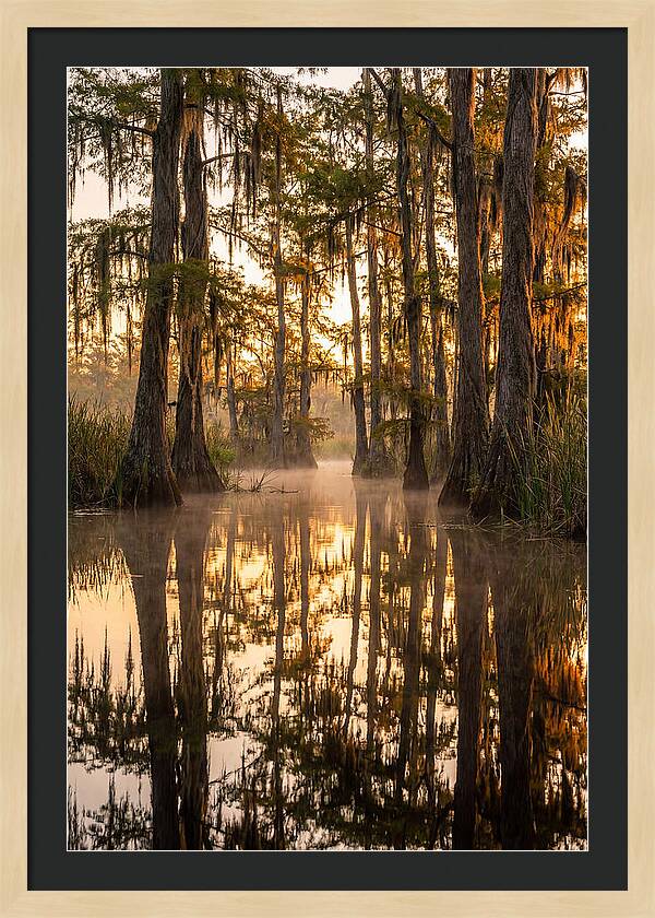 Misty Cypress Reflections