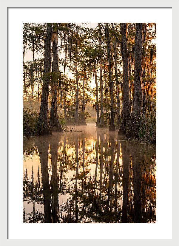 Misty Cypress Reflections