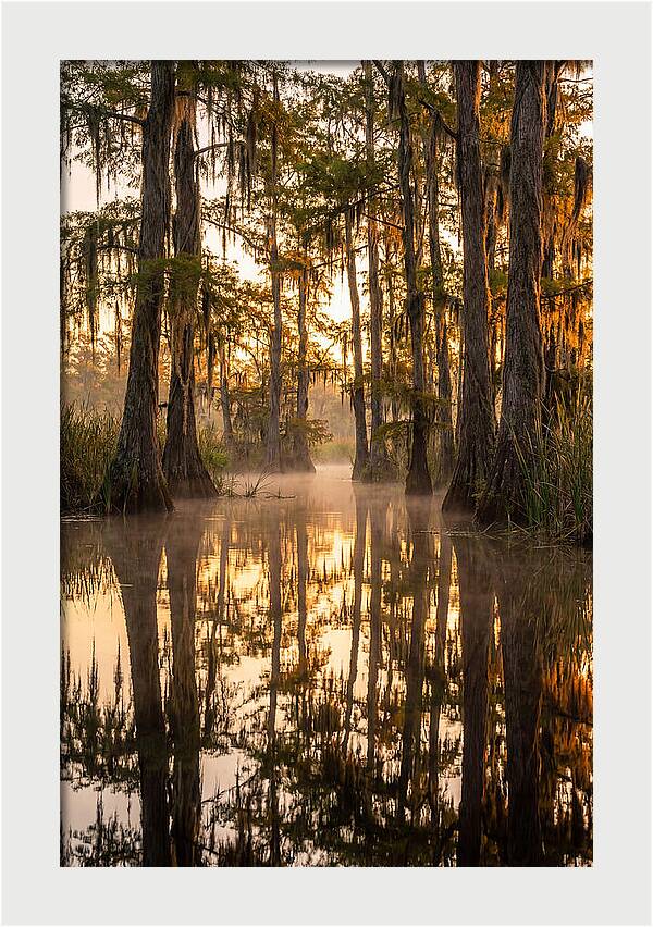 Misty Cypress Reflections