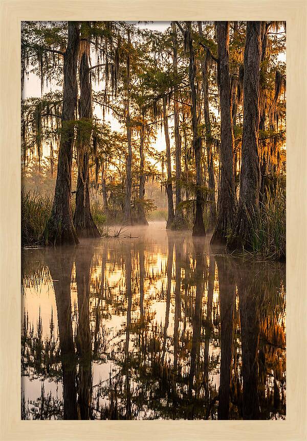 Misty Cypress Reflections