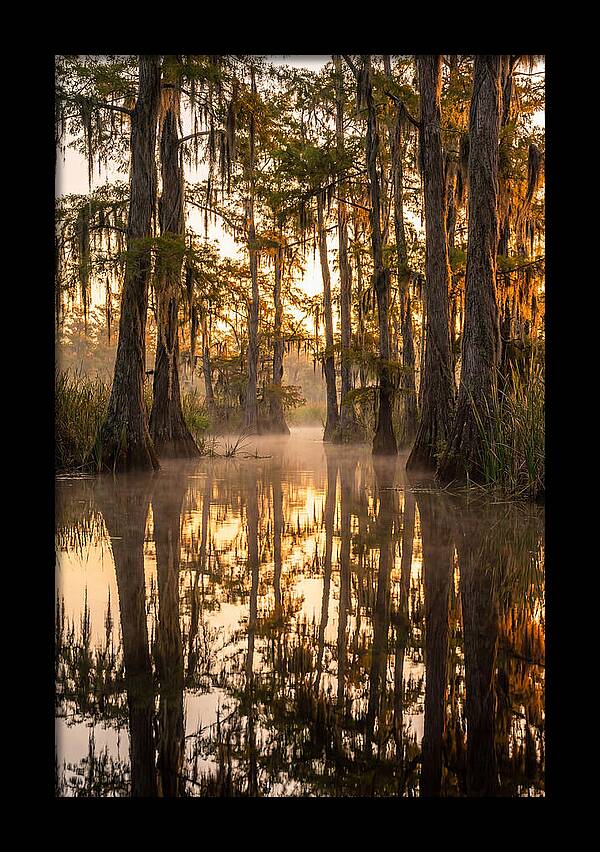 Misty Cypress Reflections