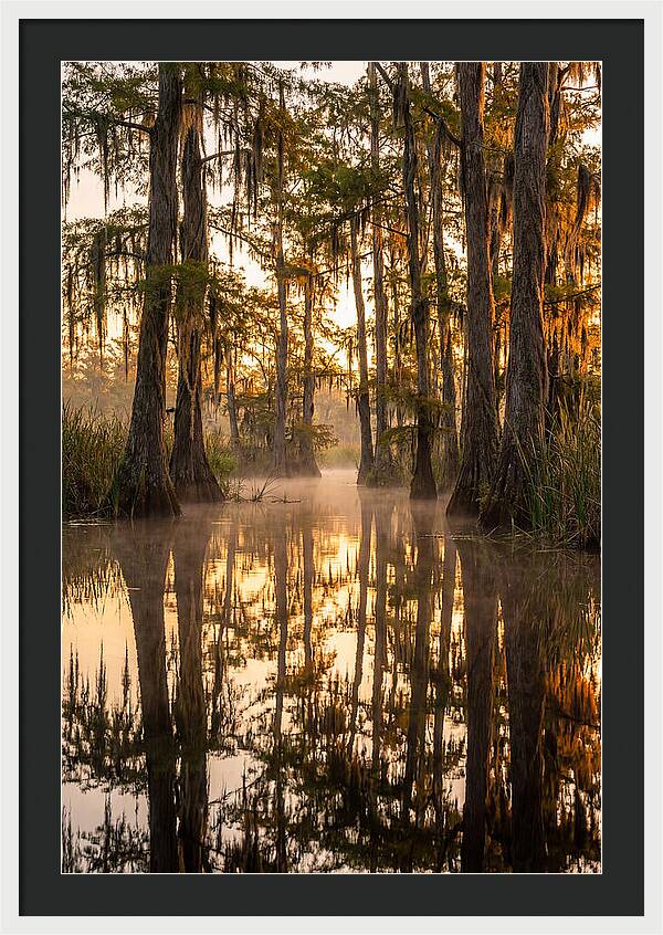 Misty Cypress Reflections