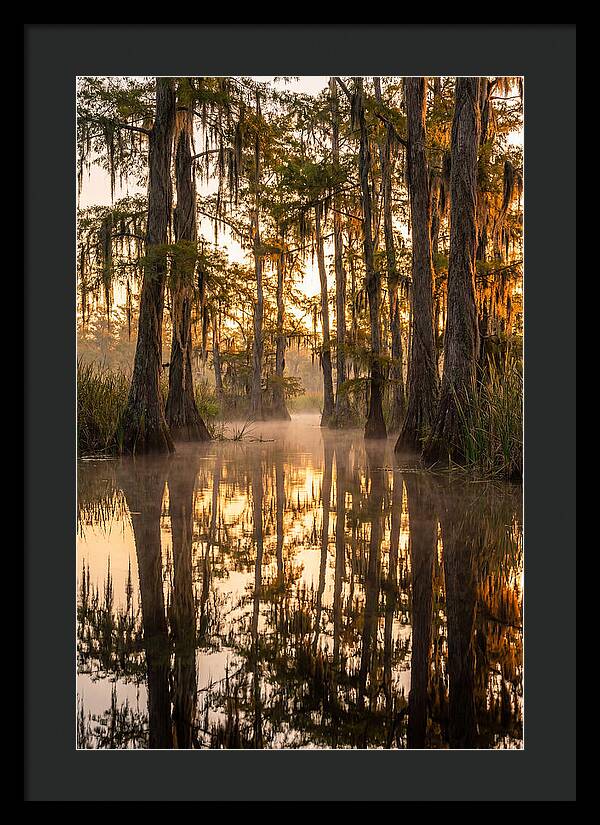 Misty Cypress Reflections