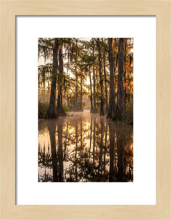 Misty Cypress Reflections